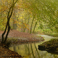 Buy canvas prints of Autumn Colours by Tony Gaskins