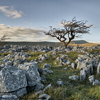 Buy canvas prints of Towards Whernside from Ingleborough, Yorkshire Dales  by Tony Gaskins