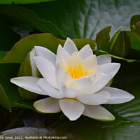 Buy canvas prints of Water lily by Jacqueline Jones