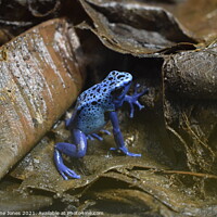 Buy canvas prints of Blue poisonous dart frog by Jacqueline Jones