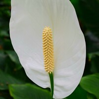 Buy canvas prints of Peace lily by Jacqueline Jones
