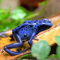 Buy canvas prints of Blue poison dart frog by Jacqueline Jones