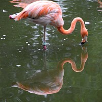 Buy canvas prints of Flamingo kissing reflection by Jacqueline Jones
