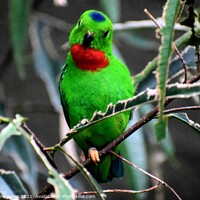 Buy canvas prints of Green, red, blue, bird by Jacqueline Jones