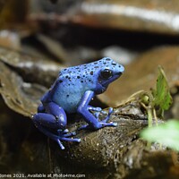 Buy canvas prints of Blue dart frog by Jacqueline Jones