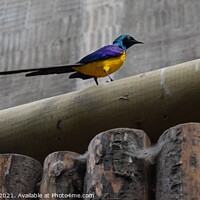 Buy canvas prints of Golden breasted starling by Jacqueline Jones