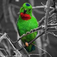 Buy canvas prints of Green bird perched on tree branch by Jacqueline Jones