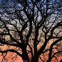 Buy canvas prints of Morning silhouette by David Bladen