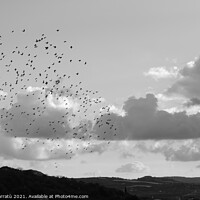 Buy canvas prints of Sky cloud with  flock of birds in Sicily, Serradif by Andy Huckleberry Williamson III