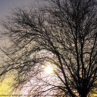 Buy canvas prints of A sicilian vernal sunset with tree by Andy Huckleberry Williamson III