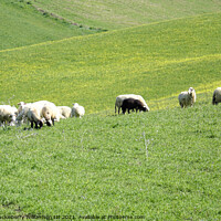 Buy canvas prints of Herd of sheep in countryside, Sicily, Italy by Andy Huckleberry Williamson III