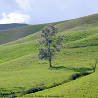 Buy canvas prints of Lonely tree in the Sicilian countryside by Andy Huckleberry Williamson III