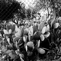 Buy canvas prints of Pale of sicilian prickly pear, indian figs by Andy Huckleberry Williamson III