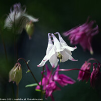Buy canvas prints of White Columbine by Glyn Evans