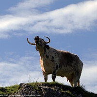 Buy canvas prints of Longhorn at Carreg Cennen by Glyn Evans