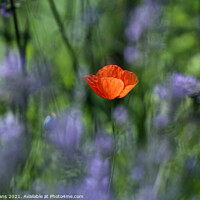 Buy canvas prints of Poppy amongst the Cornflowers by Glyn Evans