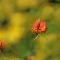 Buy canvas prints of Martagon Lilly by Glyn Evans