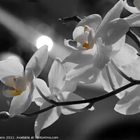 Buy canvas prints of  Orchids in the moonlight by Glyn Evans