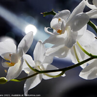 Buy canvas prints of White Orchids by Glyn Evans