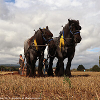 Buy canvas prints of Horse drawn Ploughing. by Glyn Evans