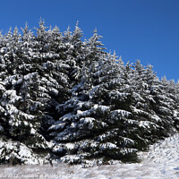 Buy canvas prints of Fir trees in the snow. by Glyn Evans