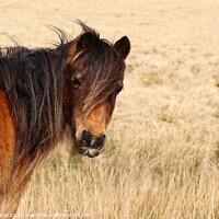 Buy canvas prints of Welsh Mountain Pony by Glyn Evans