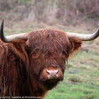 Buy canvas prints of Highland cattle. by Glyn Evans