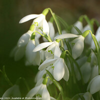 Buy canvas prints of Snowdrops by Glyn Evans