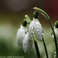 Buy canvas prints of Snowdrops after the rain. by Glyn Evans