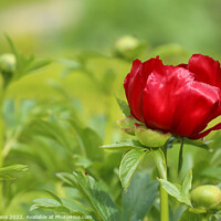 Buy canvas prints of Red Peony by Glyn Evans