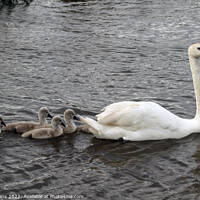 Buy canvas prints of Swan and Cygnets. by Glyn Evans