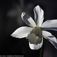 Buy canvas prints of White Narcissus by Glyn Evans
