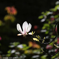 Buy canvas prints of Magnolia Flower. by Glyn Evans
