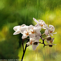 Buy canvas prints of Orchids. by Glyn Evans