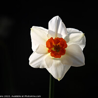 Buy canvas prints of White Daffodil. by Glyn Evans