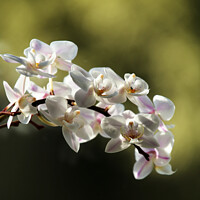 Buy canvas prints of White Orchids by Glyn Evans