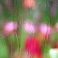 Buy canvas prints of Flowers in the Rain by Glyn Evans
