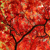 Buy canvas prints of Autumn Colours by Glyn Evans