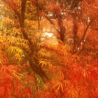 Buy canvas prints of Autumn colours. by Glyn Evans