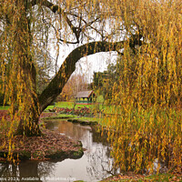 Buy canvas prints of Willow Tree. by Glyn Evans