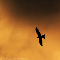 Buy canvas prints of Red Kite by Glyn Evans