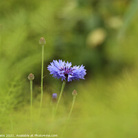 Buy canvas prints of Cornflower by Glyn Evans