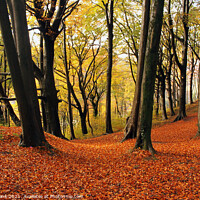 Buy canvas prints of Autumn Woodland by Glyn Evans