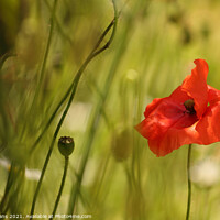 Buy canvas prints of Red Poppy by Glyn Evans