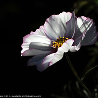 Buy canvas prints of Cosmos flower in the Physic Garden by Glyn Evans