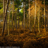 Buy canvas prints of Evening golden light in woodland by Kevin Allen
