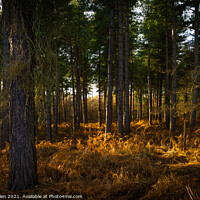 Buy canvas prints of Woodland sunlight  by Kevin Allen