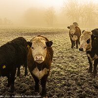 Buy canvas prints of Cattle in the mist by Kevin Allen
