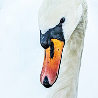 Buy canvas prints of Abstract swan by Ali Marley