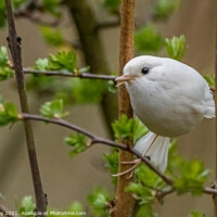 Buy canvas prints of A rare whit robin perched on a tree branch by Ali Marley